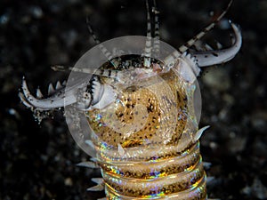 Bobbitt worm on black sand photo