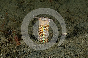 Bobbitt worm or sand striker