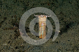 Bobbitt worm or sand striker