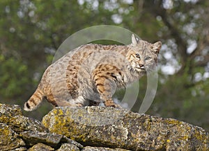 Bobcat