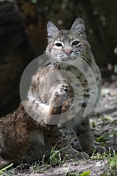 Bobcat