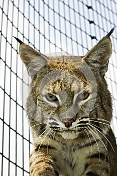 Bobcat