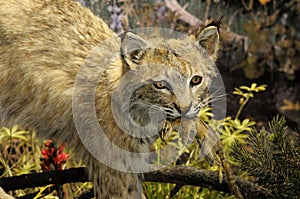 Bobcat