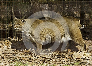 Bobcat