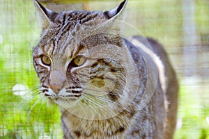 Bobcat