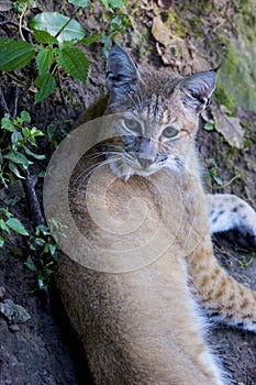 Bobcat  708908