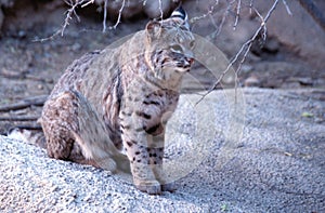Bobcat at Arizona-Sonora Desert Museum