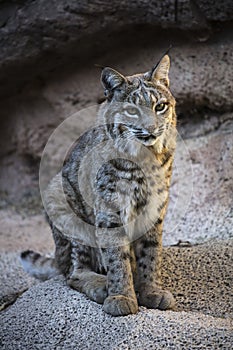 Bobcat at Arizona Sonoran Desert Museum Tucson Arizona