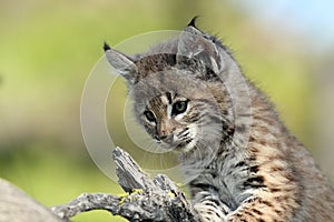 Bobcat Baby