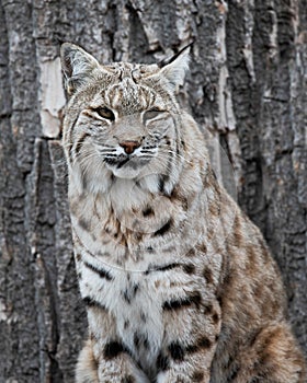 Bobcat portrait against brown tree bark