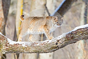 Bobcat broadside in tree