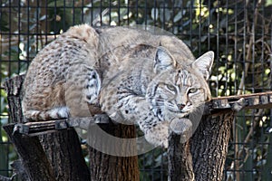 Bobcat in captivity resting on perch