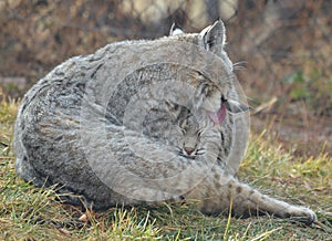 Bobcat Cleaning Another Bobcat