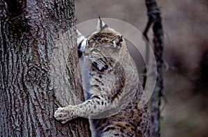 Bobcat Climbs Tree  15155