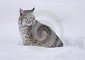 Bobcat in deep white snow