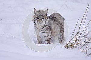 Bobcat in deep white snow