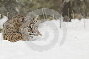 Bobcat in deep white snow