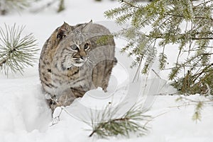 Bobcat in deep white snow