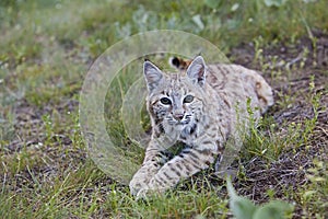 Bobcat feline lynx cat animal wildlife grass