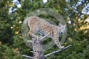 Bobcat feline on tree stump