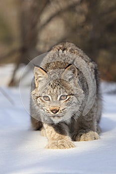 Bobcat fixated onto prey photo