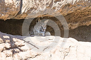 Bobcat hiding in a rocky ledge