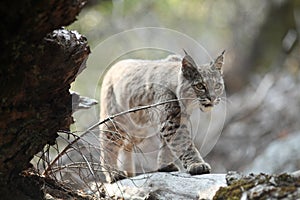 Bobcat hunting