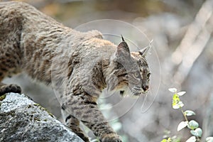 Bobcat hunting