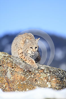 Bobcat hunting for food in mountains