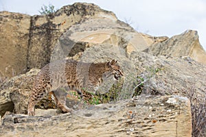 Bobcat hunting for prey