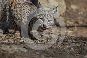 Bobcat hunting in the woods early spring