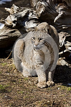 Bobcat IV