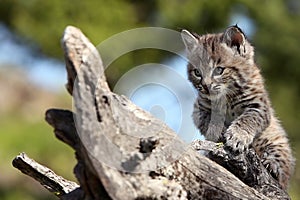 Bobcat Kitten