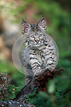 Bobcat Kitten