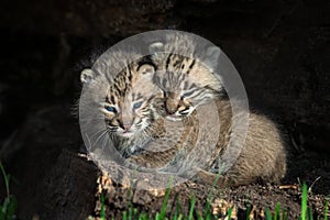 Bobcat Kitten Lynx rufus Head Over Sibling