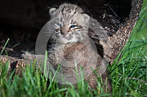 Bobcat Kitten Lynx rufus Looks Back From Log