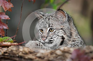 Bobcat Kitten (Lynx rufus) Looks Over Log
