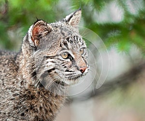 Bobcat Kitten (Lynx rufus) Looks Right Closeup