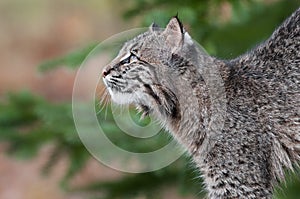 Bobcat Kitten (Lynx rufus) Looks Up and Left