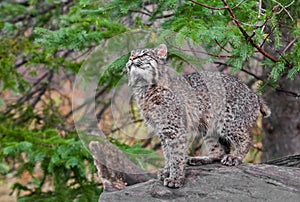 Bobcat Kitten (Lynx rufus) Looks Up from Log