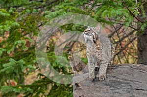 Bobcat Kitten (Lynx rufus) Looks Up While Preparing to Leap