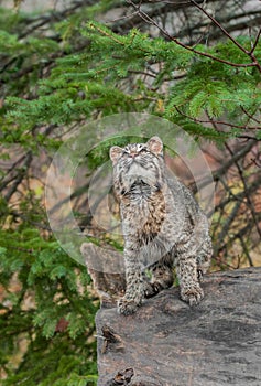 Bobcat Kitten (Lynx rufus) Looks Way Up From Atop Log