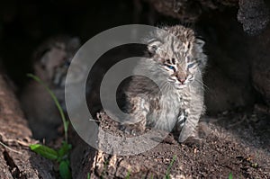 Bobcat Kitten Lynx rufus Peers Out Into Sun