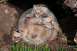 Bobcat Kitten (Lynx rufus) Pile