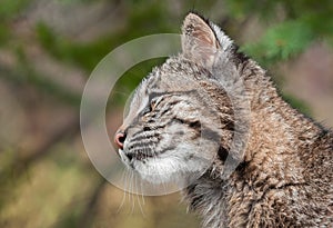 Bobcat Kitten (Lynx rufus) Profile