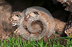 Bobcat Kittens (Lynx rufus) Look Left
