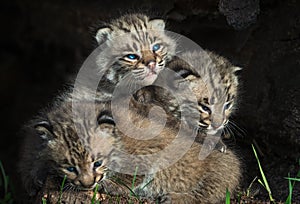 Bobcat Kittens Lynx rufus Pile Up