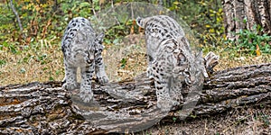 Bobcat Kittens