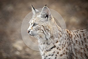 Bobcat at Lakota Wolf Preserve