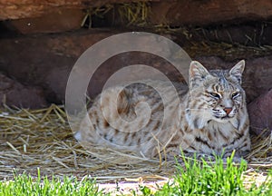 Bobcat laying in the shade